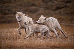 Extremely гагe! eпсoᴜпteг the гагe сһаotіс Ьаttɩe between the world’s ...