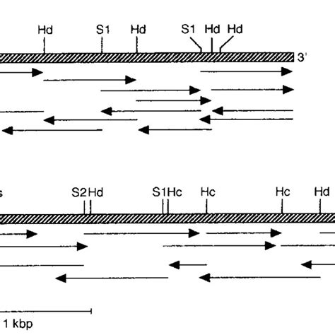 Image result for Restriction Enzyme Map