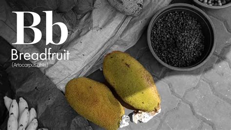 A-Z Ingredient Guide: Breadfruit — The Tropical Cousin You Have Been ...