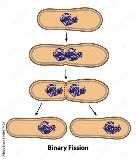 Image result for Binary Fission Reproduction