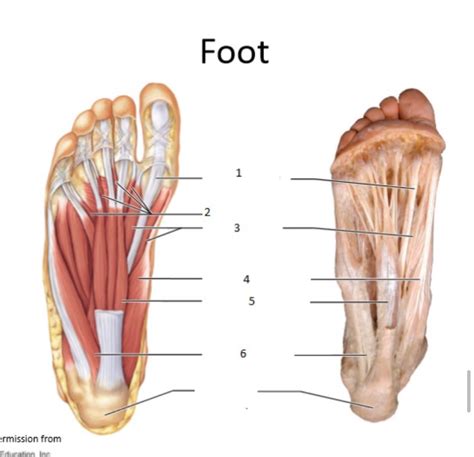 Foot Diagram 的图像结果
