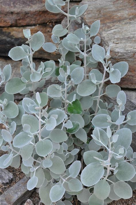 18 best silver plants for australian gardens – Artofit