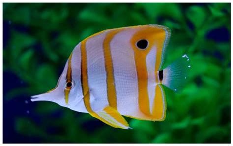 Pathogens | An Open Access Journal from MDPI