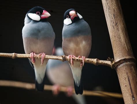Image result for Java Sparrow Bird
