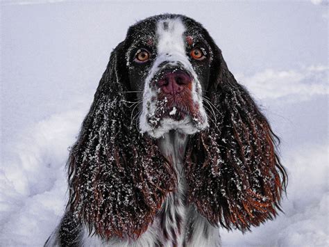 Image result for Springer Spaniel Dogs