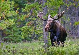 Image result for Moose attacks woman