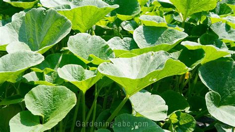 Squash Leaves Identification at Anita Thompson blog