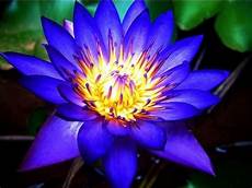 fior di loto significato significato loto significato fiori significato fior di fior di loto significato significato loto significato fiori significato fior di