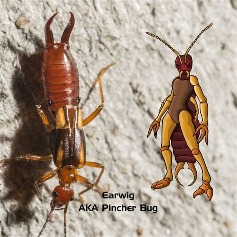 Earwigs | Heat Pest Services Bed Bug Treatment | Pest Control Heroes