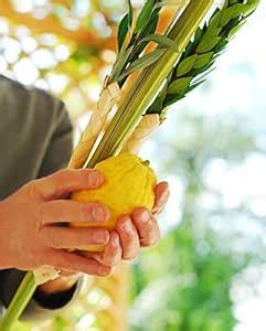 Kosher Certified Lulav and Esrog Etrog Set For Sukkos : Amazon.in: Home ...
