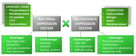 Brown Spider (Loxosceles) Venom Toxins as Potential Biotools for the ...