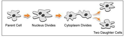 Draw a labelled diagram to show that particular stage of binary fission ...