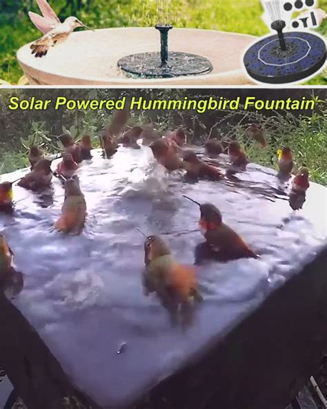 Image result for Bird Exploding Drinking Elcsta Water