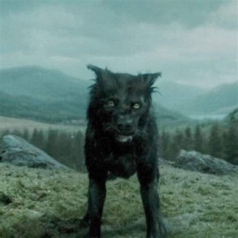 ⤷ sirus black | Gary oldman, Harry potter, Sirus black