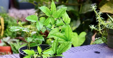 Cryptanthus: How to grow and care for it - Plants In Tropical Spaces