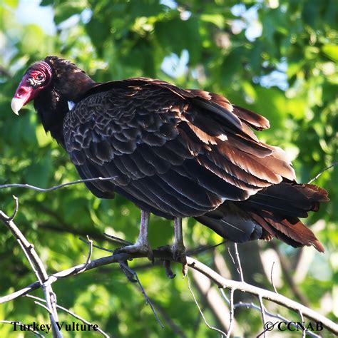 Turkey Vulture (Cathartes aura) - TUVU - species of vultures in north america
