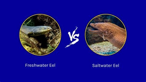Freshwater vs. Saltwater Eel: 4 Key Differences - A-Z Animals