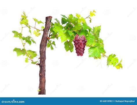 Vines With Branches at Nicholas Michael blog