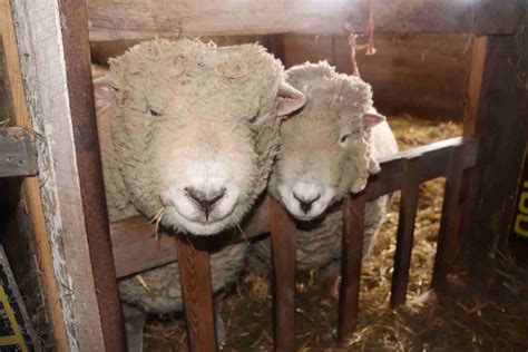 The Ultimate Guide: English Southdown Babydoll Sheep - The Old Walsh Farm