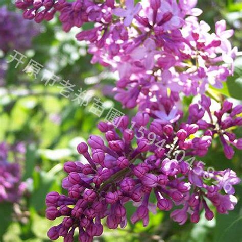 紫丁香 供应大叶紫丁香 多分枝 规格全 东北耐寒丁香花 量大从优-阿里巴巴