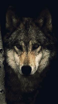 Wolf Hd Wallpaper For Mobile by Black Wolf Hd Wallpaper For Your Mobile Phone Wolf Hd Wallpaper For Mobile