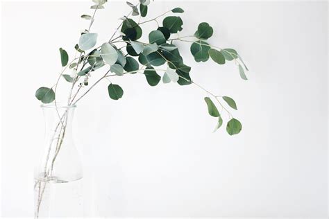 Can You Bring Plants on a Plane? The Answer Might Surprise You | CHESTER Travel Guides, Luggage ...