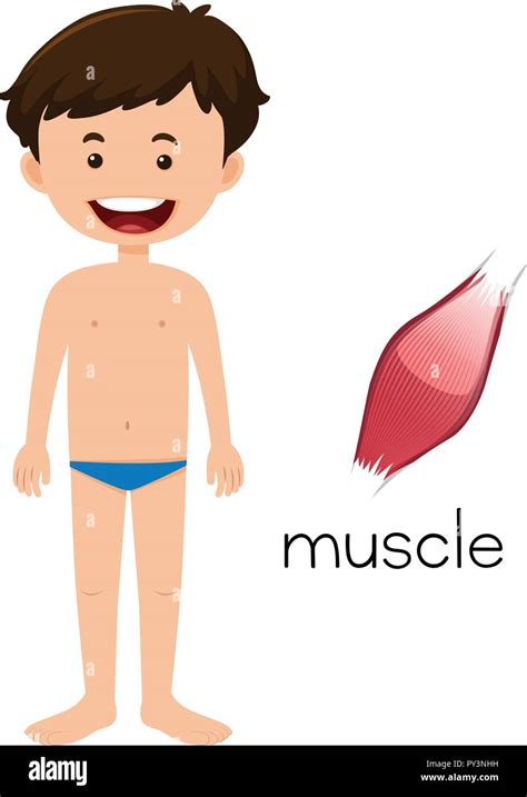 Image result for Muscle Cell Cartoon