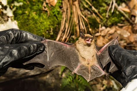Common Diseases Carried by Bats - Animal Capture Wildlife Control