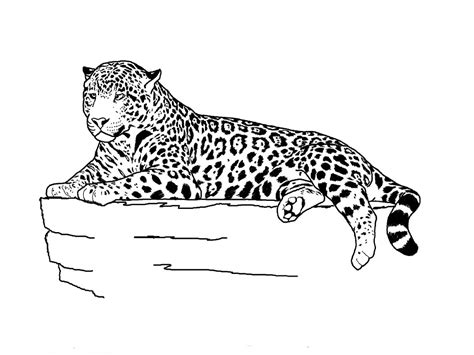 Simple Jaguar Drawing at PaintingValley.com | Explore collection of ...