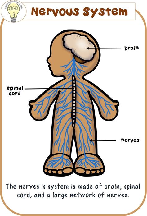 What Are Nervous System