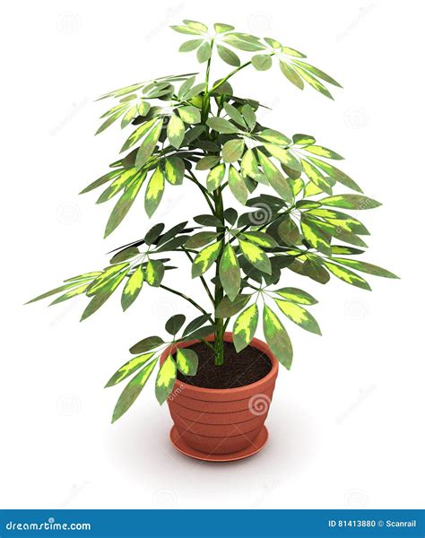 Schefflera Arboricola Plant In Flower Pot Royalty-Free Illustration ...