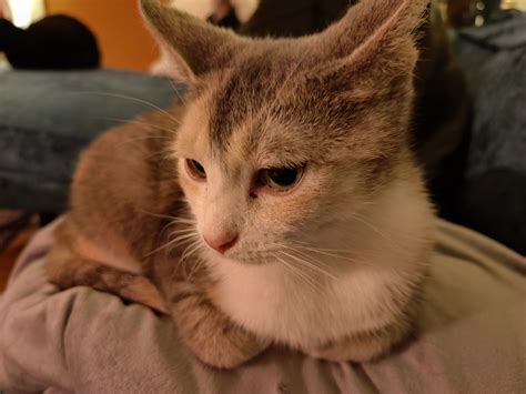 Image result for OnePlus 9 Review