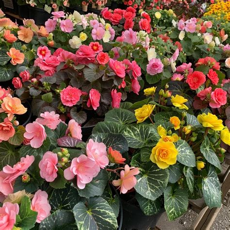 A Step-by-Step Guide for Beautiful Begonias - Complete Gardening