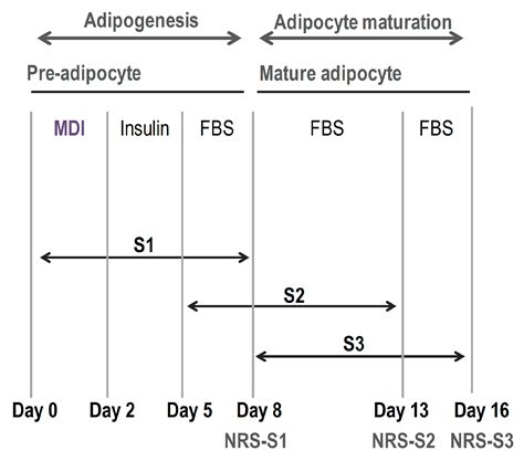 Phenolic Compounds Inhibit 3T3-L1 Adipogenesis Depending on the Stage ...
