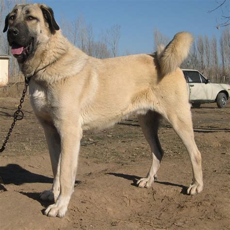 Kangal Breed Guide - Learn about the Kangal.