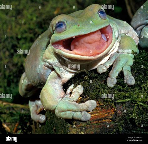 Frog open mouth hi-res stock photography and images - Alamy