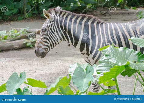 A Zebra with a Dazzling Stripes Stock Photo - Image of beautiful, exotic: 190923590