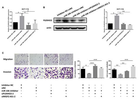 The miR-106b/NR2F2-AS1/PLEKHO2 Axis Regulates Migration and Invasion of ...
