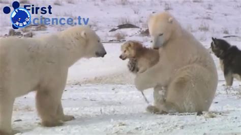 [英语中字]动物世界纪录片：BBC-我和北极熊一家 The Polar Bear Family & Me 全3集| 纪录片之家
