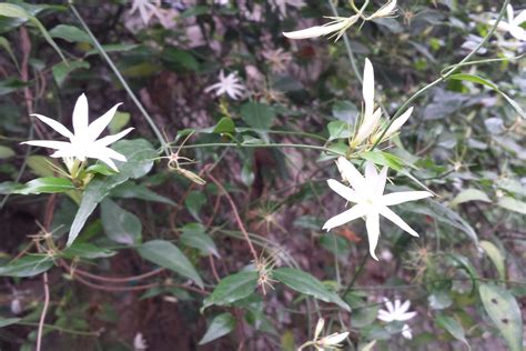 藤本白花，很香，有点茉莉的清香。叶子尖尖的，花瓣有的是十瓣，请问知道这是什么花吗？_百度知道