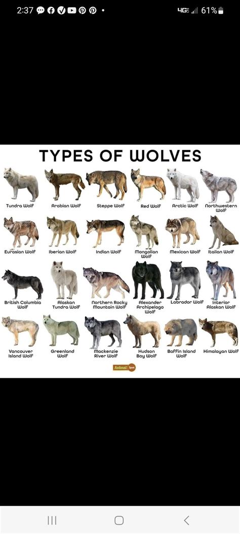 Different Types of Wolves 的图像结果