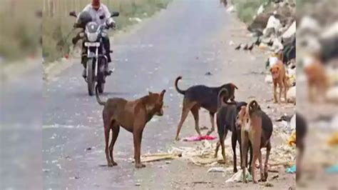 Street Dogs Attack On 4 Year Boy,హృదయవిదారకం.. ఐదేళ్ల పిల్లాడిని ...