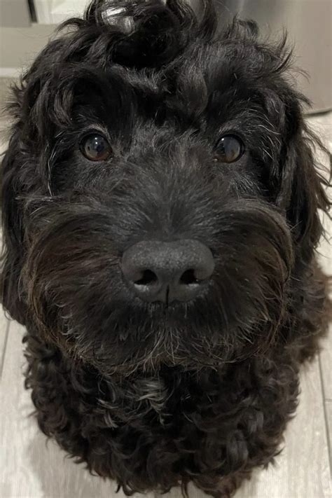 Image result for Fat Cockapoo