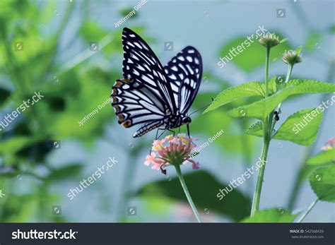 Image result for Fastest Butterfly Clicker