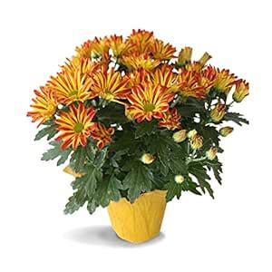 Pioneer Flower Farms Peelee Mums 6.5 Inch, 1 EA : Amazon.in: Grocery ...