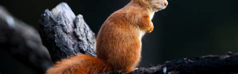 Download wallpaper protein, red, rodent, section animals in resolution ...