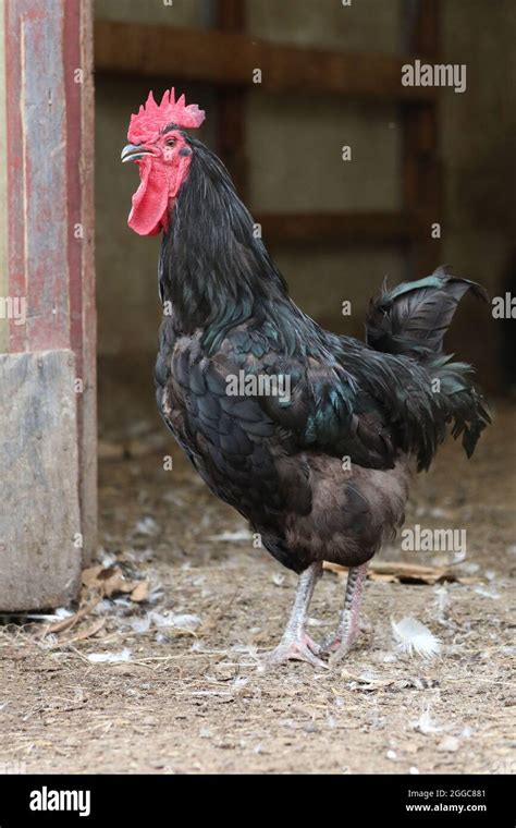 Image result for Arduino TTS Module