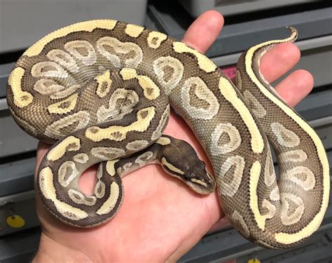 Image result for Crystal Ball Python