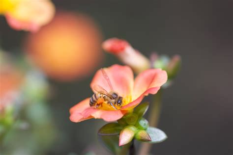 Bee Pollination | How Do Bees Pollinate & Why Is It Important?