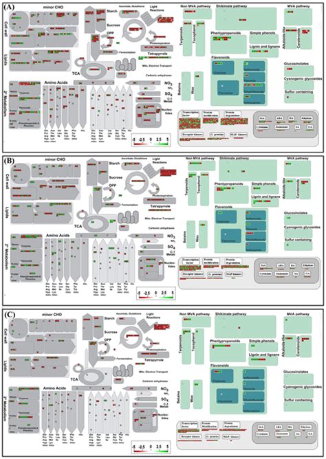 Dissection of Dynamic Transcriptome Landscape of Leaf, Bract, and ...